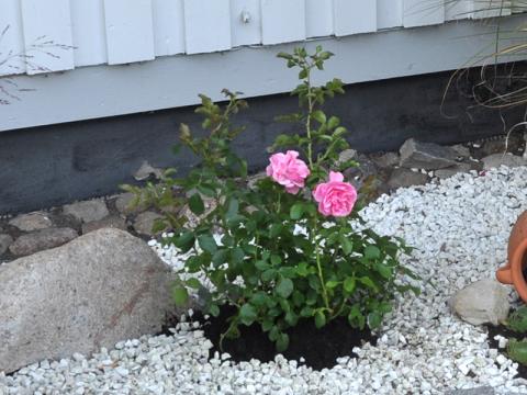Rosa 'Leonardo da Vinci'