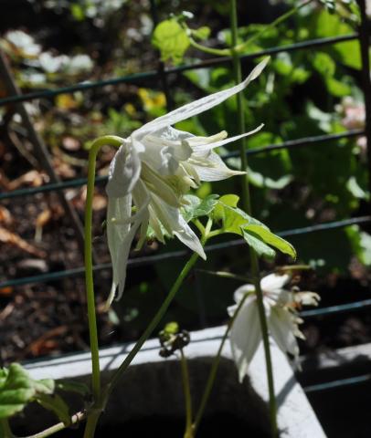 Clematis 'Albina plena'