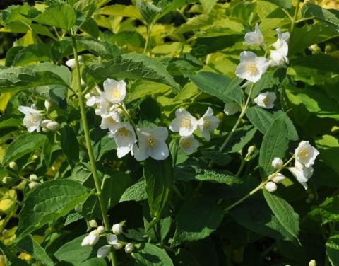 Philadelphus tenuifolius - schersmin