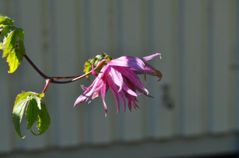 Clematis atragene 'Kajsa'