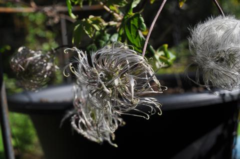 Clematis atragene 'Kajsa'