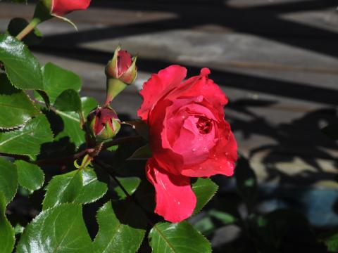 Rosa 'Leonardo da Vinci'