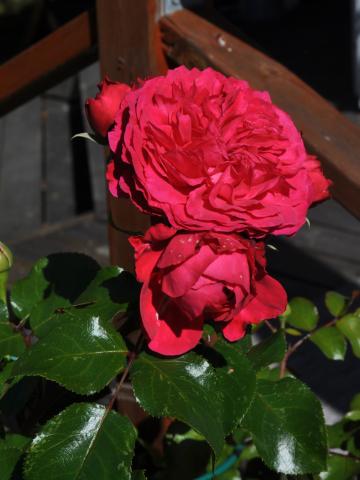 Rosa 'Leonardo da Vinci'
