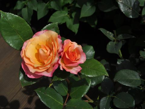 Rosa 'Saloon'