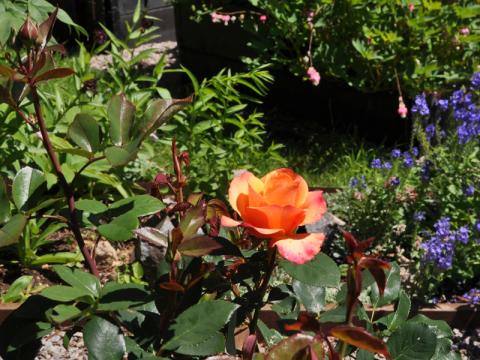 Rosa 'Saloon'