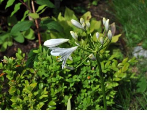 Agapanthus hybrid - Afrikas lilja 'Queen Mum'