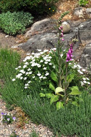 Geranium sanguineum - blodnäva vit