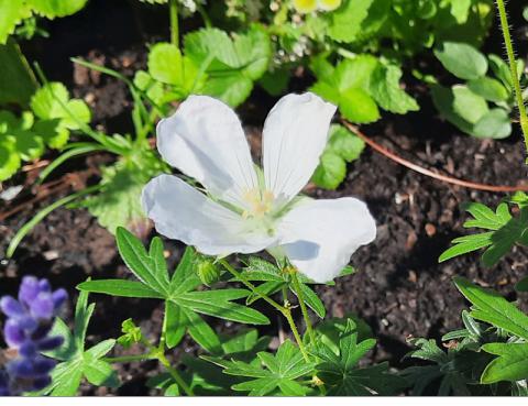 Geranium sanguineum - blodnäva vit