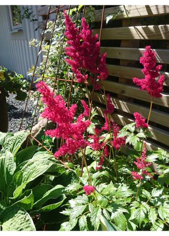 Astilbe 'Fanal'