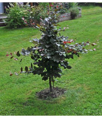 Fagus sylvatica 'Atropurpurea' - blodbok