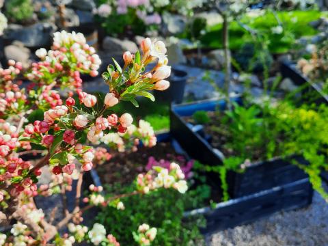 Malus toringo 'Tina' - bukettapel