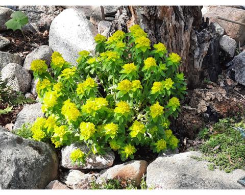 Euphorbia polychroma - gulltörel