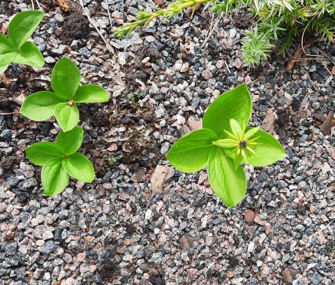 Paris quadrifolia - ormbär