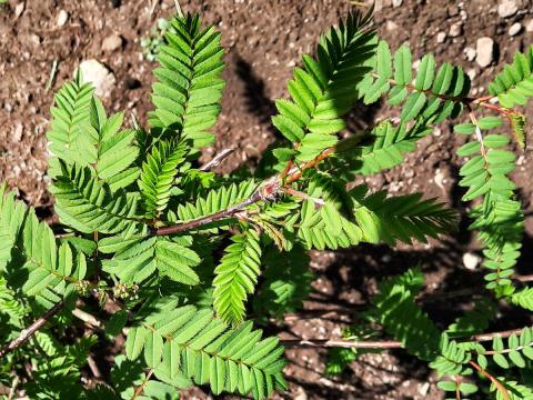 Sorbus koehneana - pärlrönn blad