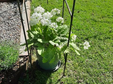 Primula sieboldii alba - praktviva
