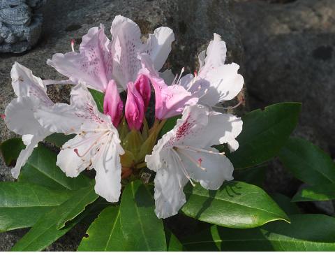 Rhododendron caucasicum 'Cheer'