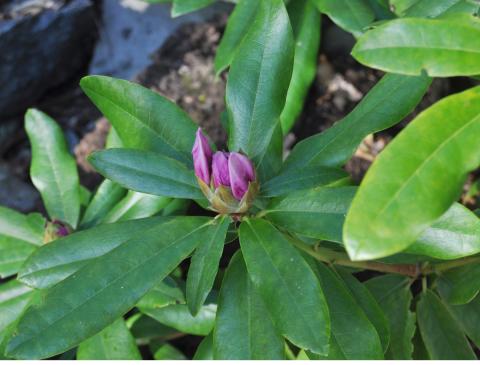 Rhododendron caucasicum 'Cheer'