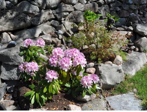 Rhododendron caucasicum 'Cheer'