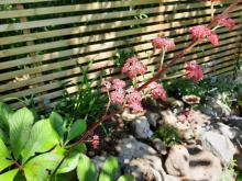 Rodgersia podophylla 'Braunlaub' - bronsrodgersia