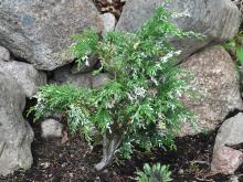 Chamaecyparis_lawsoniana_variegata - ädelcypress