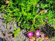 Delosperma floribundum 'Starburst'