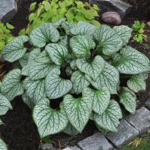Brunnera macrofylla 'Jack Frost' - kaukasisk förgätmigej