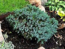 Juniperus squamata - himalaya-en 'Blue Star'