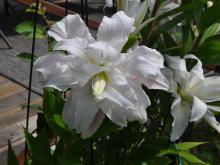 Lilium 'Lotus Beauty' 
