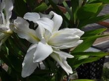 Lilium 'Lotus Beauty' 