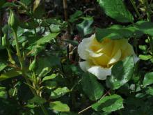 Rosa 'Michelangelo'