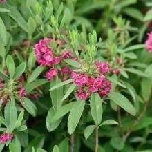 Kalmia angustifolia Rubra - smalbladig Kalmia