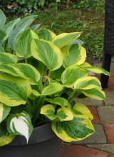 Hosta 'Sugar and 'Spice