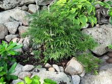 Acer palmatum 'Dissectum' - flikbladig lönn