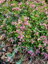 Andromeda polifolia - rosling 'Nikko'