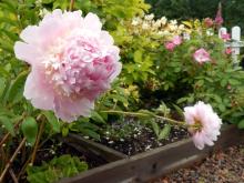 Paeonia lactiflora - luktpion 'Angel cheeks'