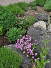 Armeria maritima - strandtrift