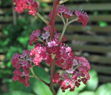 Rodgersia podophylla 'Braunlaub' - bronsrodgersia