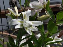 Lilium 'Lotus Beauty' 