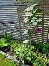 Clematis 'Guernsey Cream'