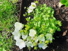 Campanula carpatica 'Weisse Clip'