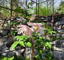Clematis 'Balsgard Linnea'