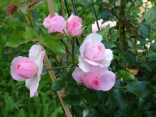 Rosa 'Climbing Bonica'