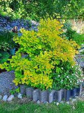 Cotinus coggygria - perukbuske 'Golden Spirit'