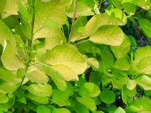 Cotinus coggygria - perukbuske 'Golden Spirit'