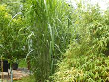 Miscanthus giganteus -elefantgräs