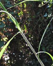 Miscanthus giganteus -elefantgräs