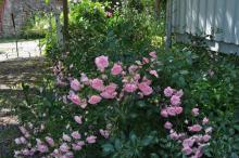 Rosa 'The Fairy'