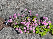 Scabiosa columbaria - fältvädd 'Pink Mist'