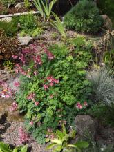 Dicentra formosa 'Pink Diamonds' - fänrikshjärta