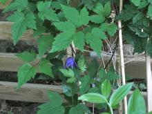 Clematis atragene 'Georg' 